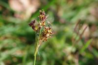 Luzula campestris
