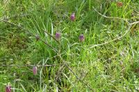 Fritillaria meleagris