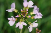 Cardamine pratensis