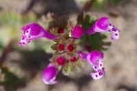 Lamium amplexicaule