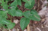Nepeta cataria