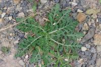 Scabiosa columbaria