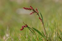 Rumex acetosella