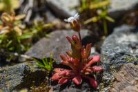 Saxifraga tridactylites
