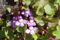 Cymbalaria muralis