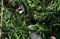 Hyacinthoides non-scripta