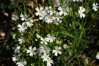 Rabelera holostea