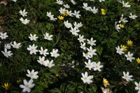 Anemone nemorosa