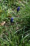 Muscari botryoides