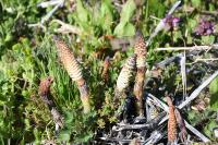 Equisetum telmateia