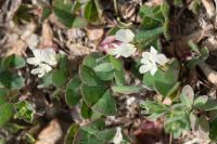 Trifolium subterraneum