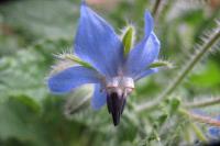 Borago officinalis