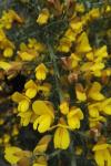 Ulex europaeus