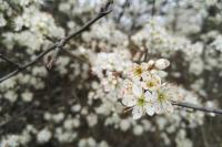 Prunus spinosa