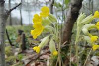 Primula veris