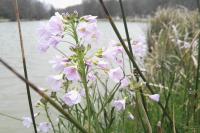 Cardamine pratensis