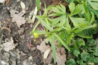 Ranunculus auricomus