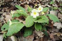 Primula vulgaris