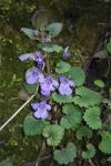Glechoma hederacea