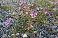 Erodium cicutarium