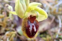 Ophrys aranifera