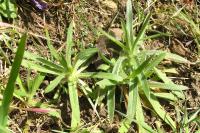 Agrostemma githago