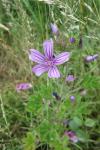 Malva sylvestris