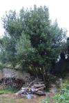 Laurus nobilis