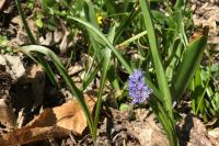 Scilla bifolia