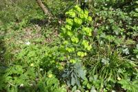 Euphorbia amygdaloides