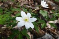 Anemone nemorosa