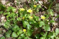 Ficaria verna
