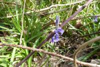 Hyacinthoides non-scripta