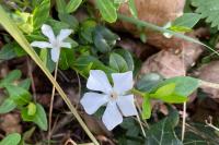 Vinca minor