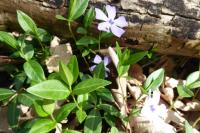 Vinca minor