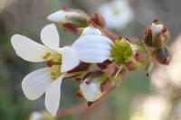 Saxifraga granulata
