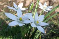 Ornithogalum umbellatum