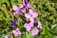 Lunaria annua