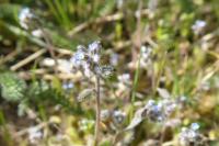 Myosotis ramosissima
