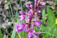 Orchis mascula