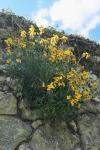 Erysimum cheiri