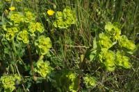 Euphorbia helioscopia
