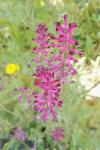 Fumaria officinalis