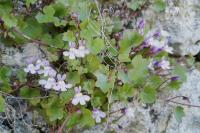 Cymbalaria muralis