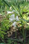 Hyacinthoides non-scripta
