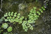 Asplenium trichomanes