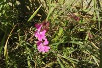 Silene dioica