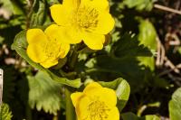 Caltha palustris