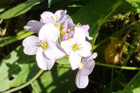 Cardamine pratensis