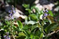 Veronica officinalis